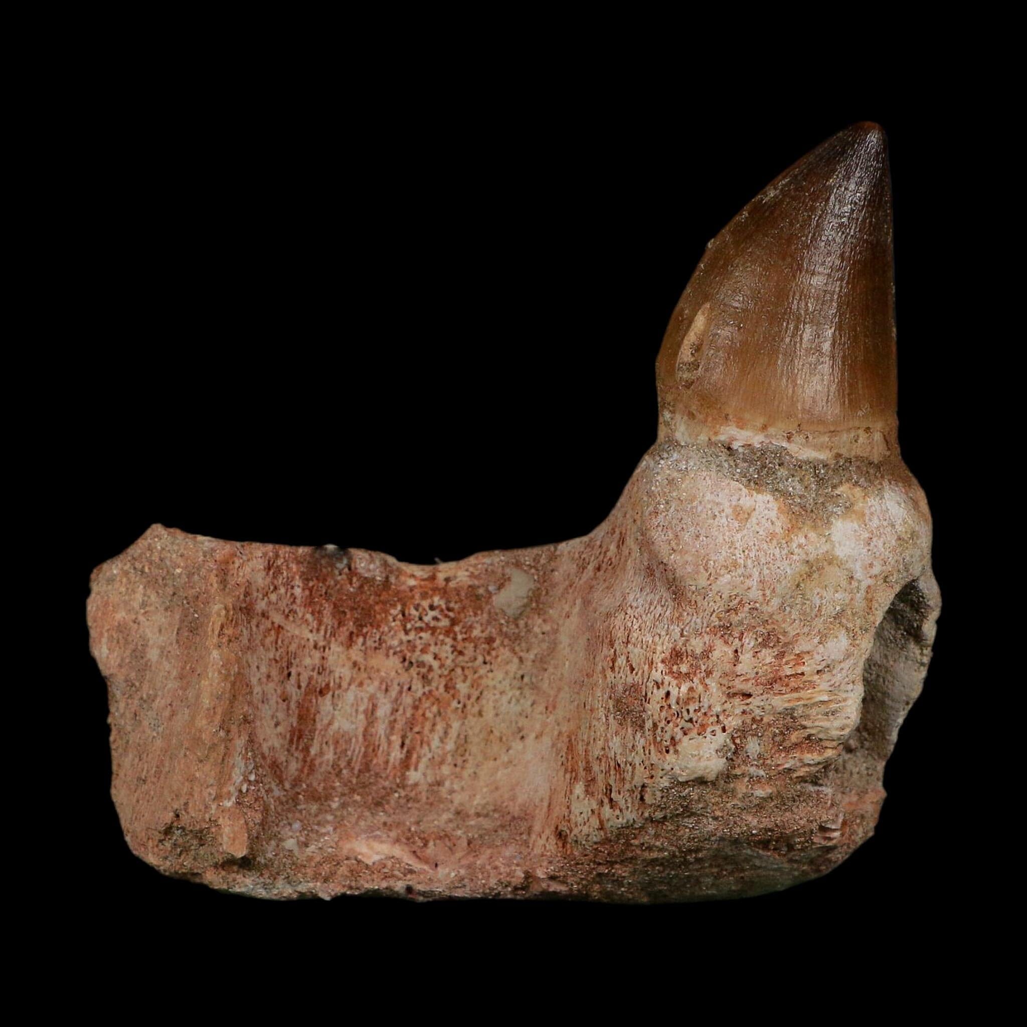 3.4" Mosasaur Prognathodon Fossil Jaw Section Tooth Cretaceous Dinosaur Era COA
