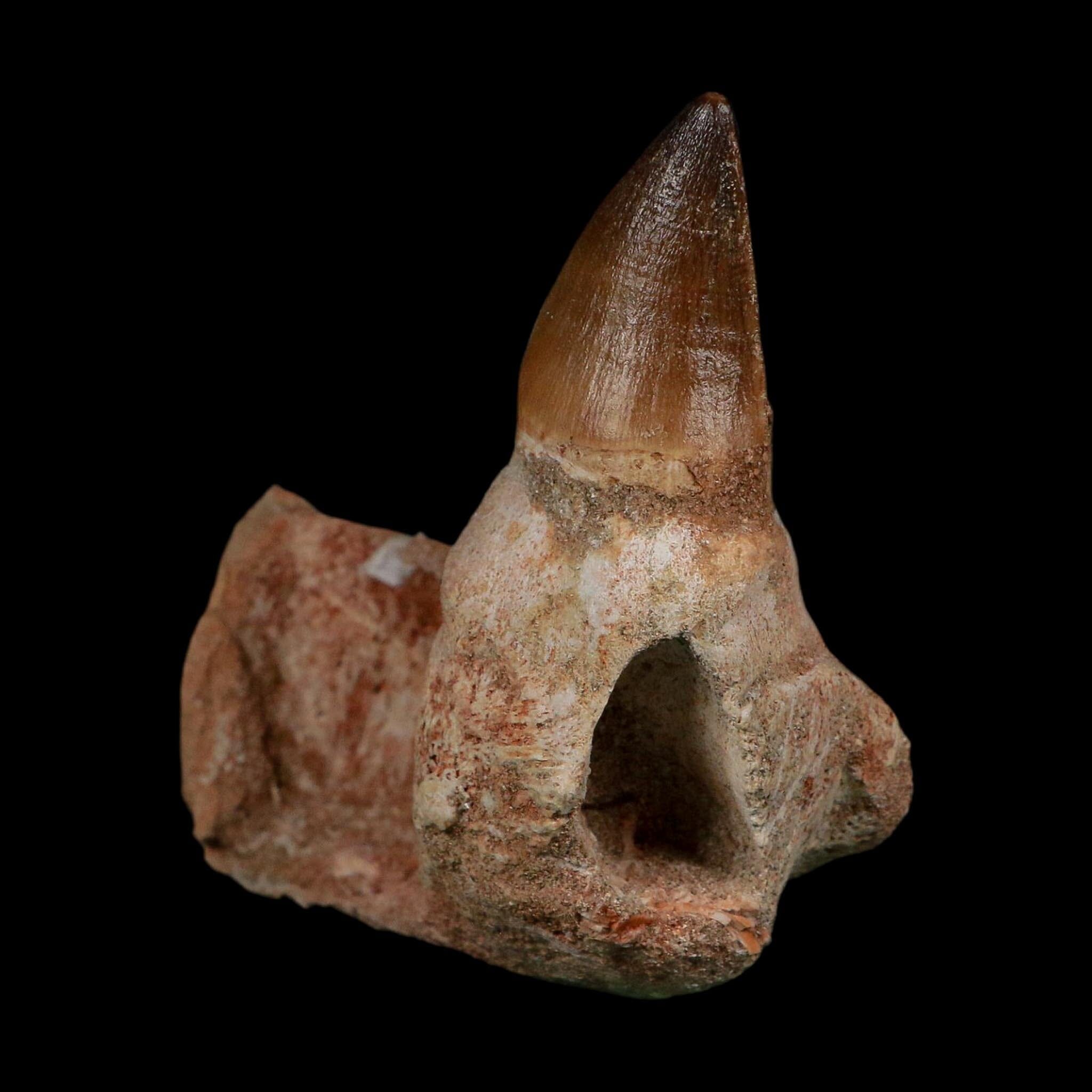 3.4" Mosasaur Prognathodon Fossil Jaw Section Tooth Cretaceous Dinosaur Era COA