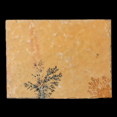 3.2" Pyrolusite Dendritic Sandstone Solnhofen Upper Jurassic Age West Germany - Fossil Age Minerals