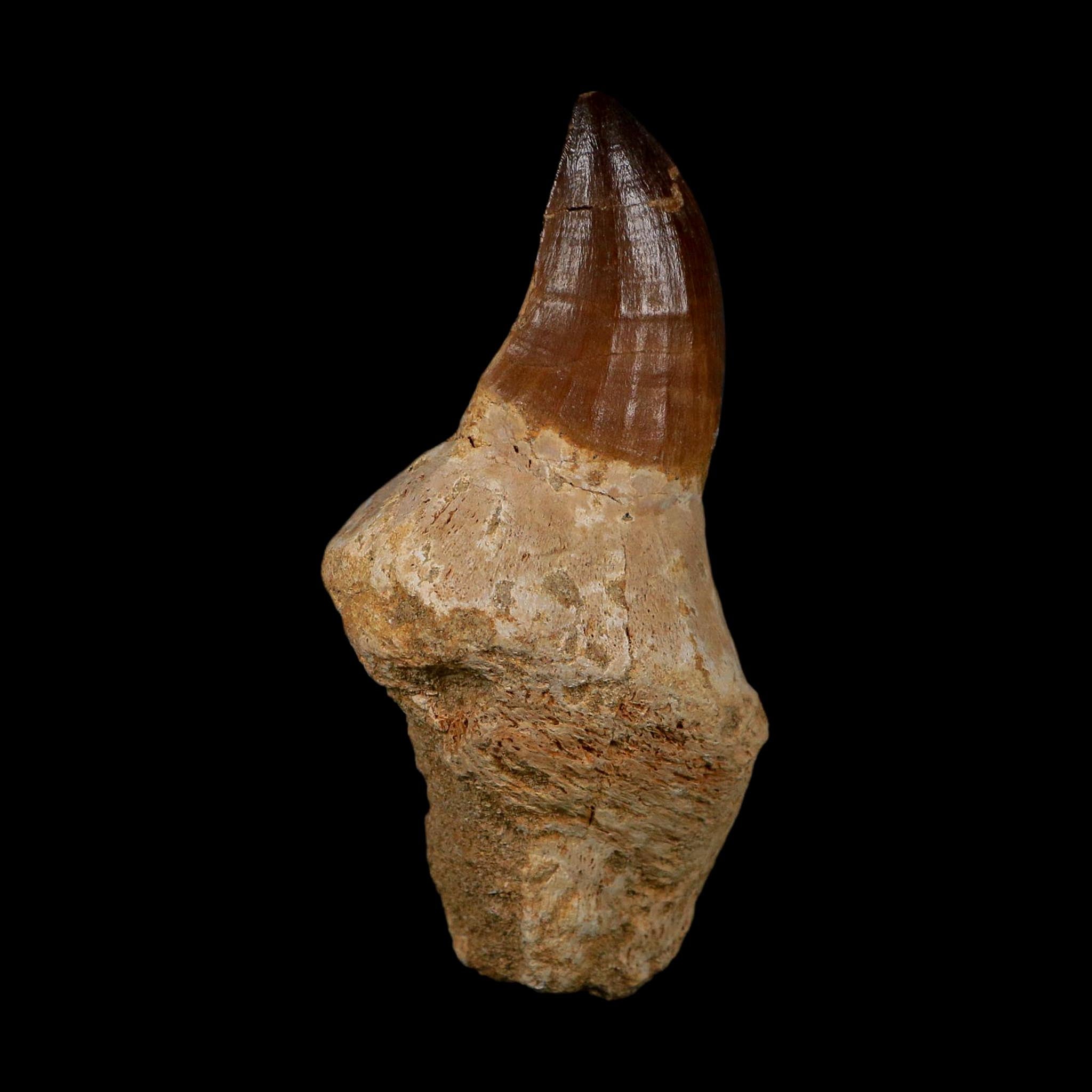 XL 3.8" Mosasaur Prognathodon Fossil Tooth Rooted Cretaceous Dinosaur Era COA