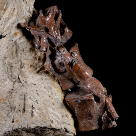 5" Corythosaurus Dinosaur Fossil Tail Vertebrae Bones And Tendons In Matrix COA