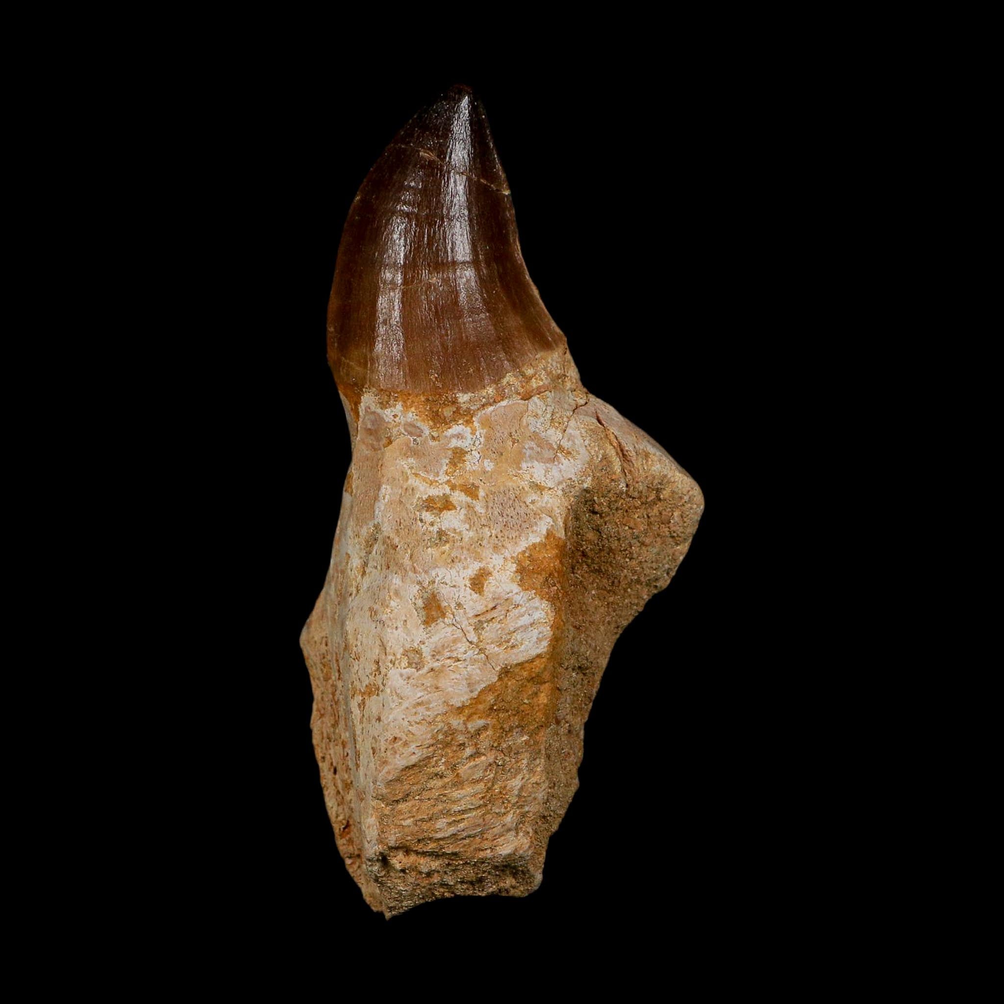 XL 3.8" Mosasaur Prognathodon Fossil Tooth Rooted Cretaceous Dinosaur Era COA