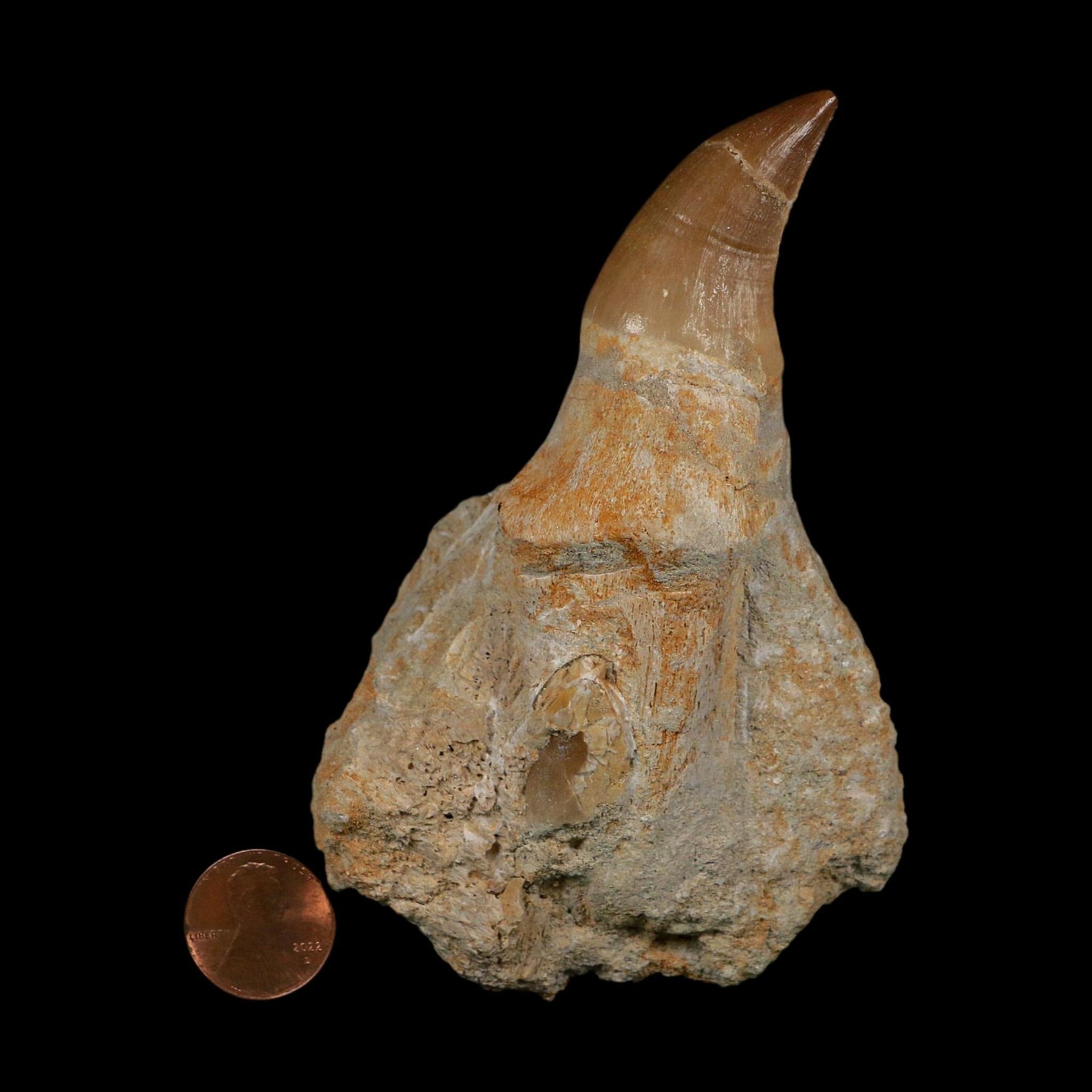 XL 4.1" Mosasaur Prognathodon Fossil Tooth Rooted Cretaceous Dinosaur Era COA
