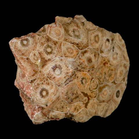 4.1" Polished Hexagonaria Coral Fossil Devonian Age 350 Million Yrs Old Morocco - Fossil Age Minerals