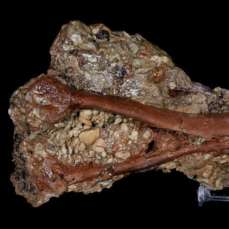 12.5" Hadrosaur Dinosaur Fossil Chevron Vertebrae Bone in Matrix Judith River MT COA