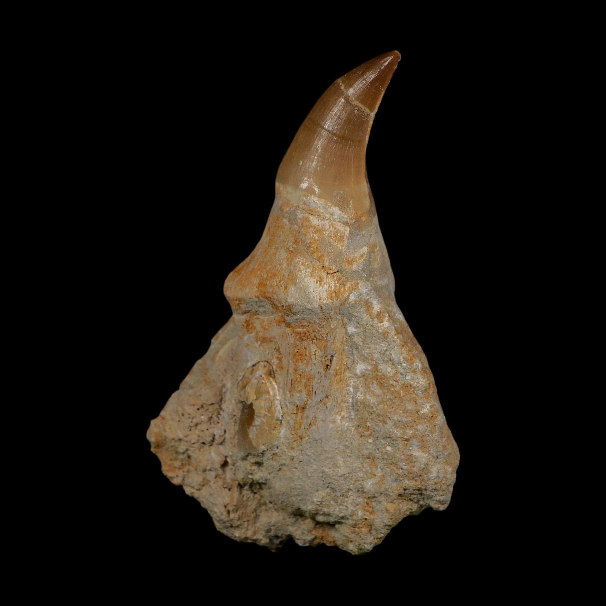 XL 4.1" Mosasaur Prognathodon Fossil Tooth Rooted Cretaceous Dinosaur Era COA