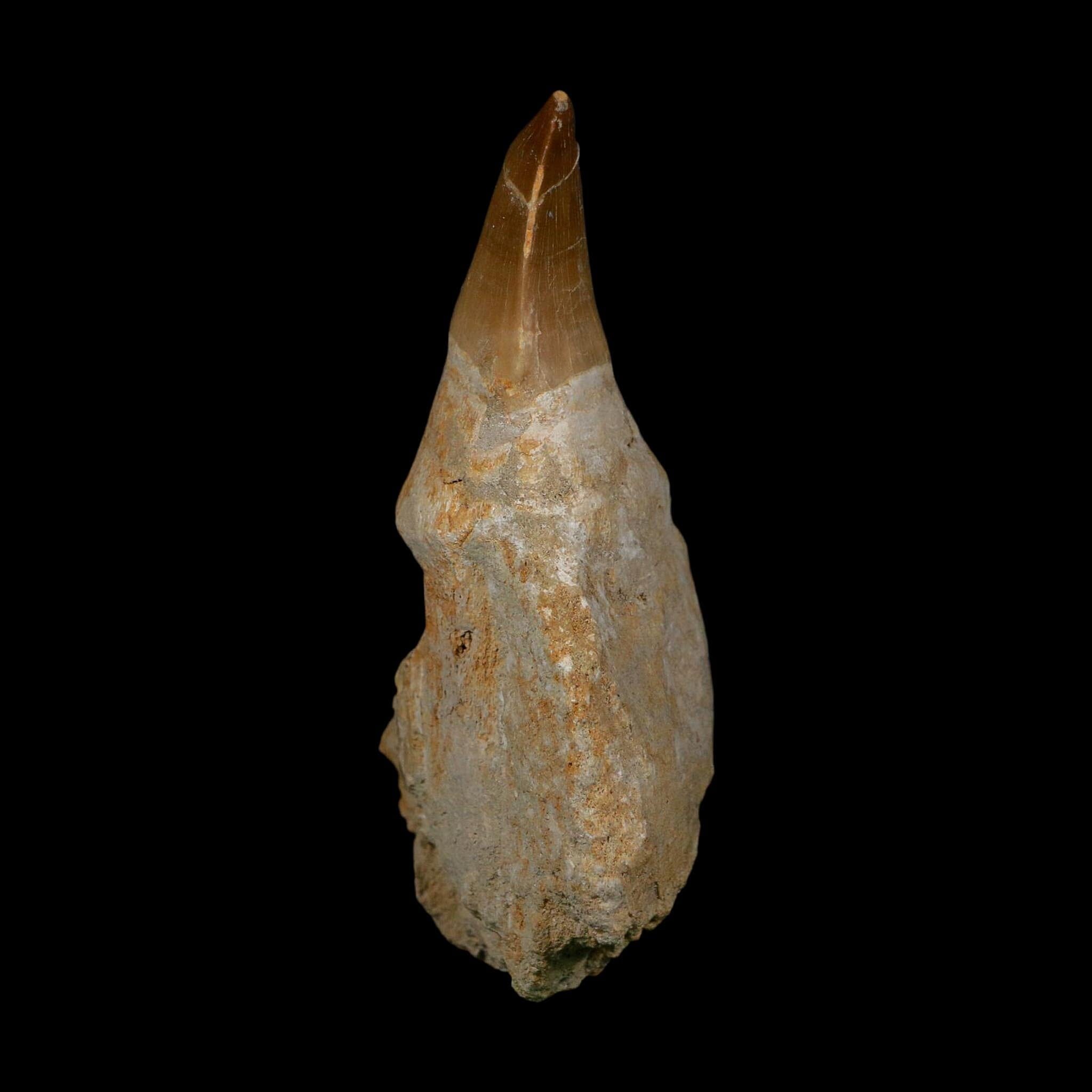 XL 4.1" Mosasaur Prognathodon Fossil Tooth Rooted Cretaceous Dinosaur Era COA