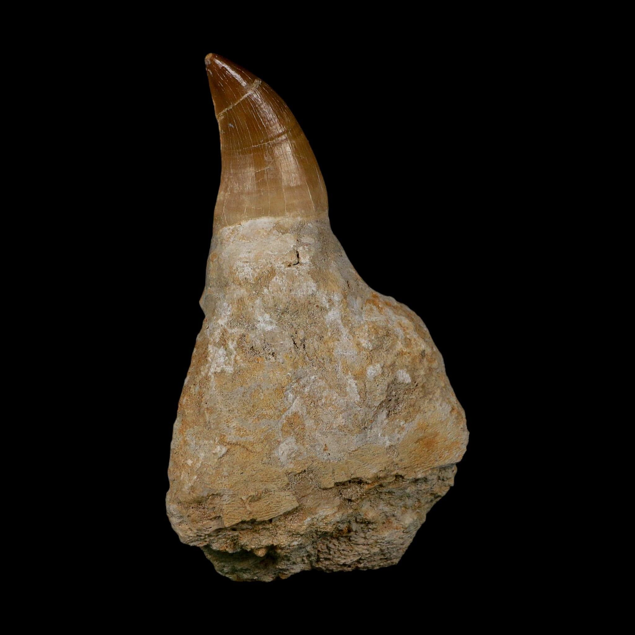 XL 4.1" Mosasaur Prognathodon Fossil Tooth Rooted Cretaceous Dinosaur Era COA