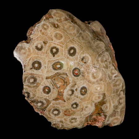 3.9" Polished Hexagonaria Coral Fossil Devonian Age 350 Million Yrs Old Morocco