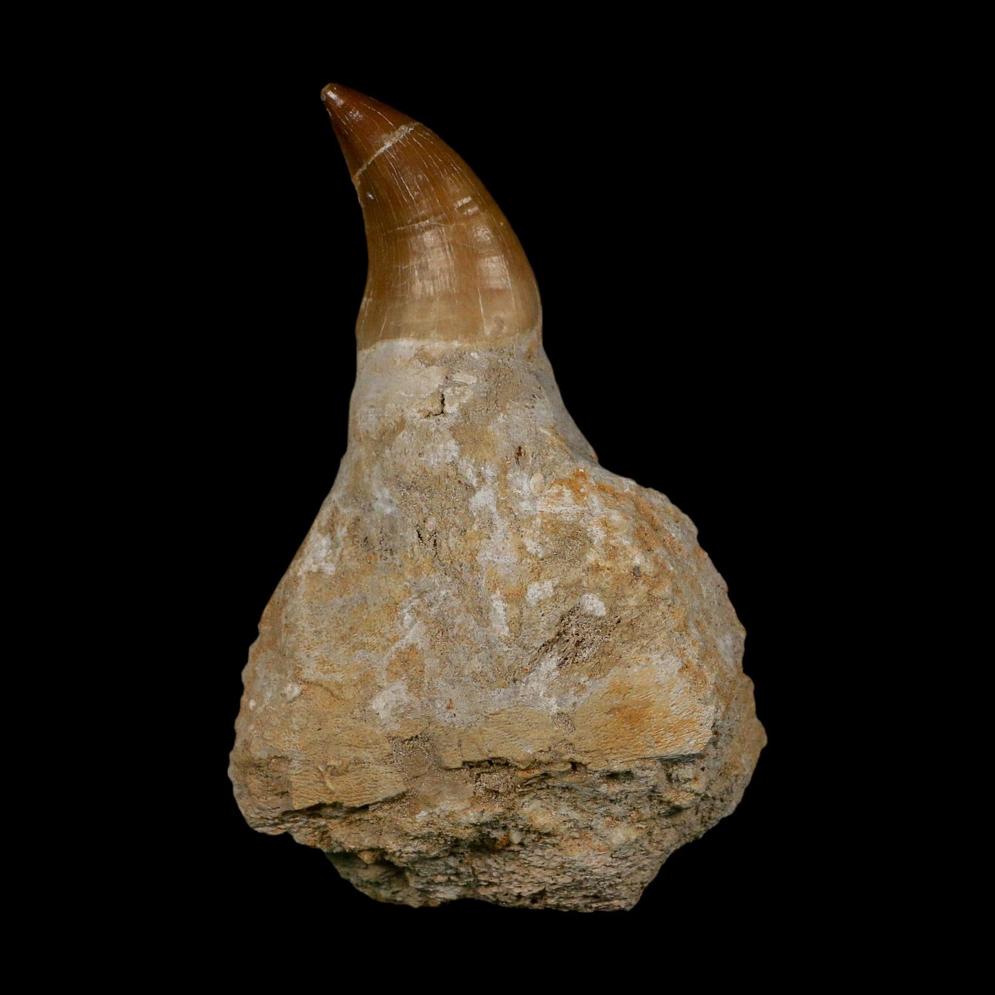 XL 4.1" Mosasaur Prognathodon Fossil Tooth Rooted Cretaceous Dinosaur Era COA