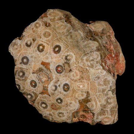 3.9" Polished Hexagonaria Coral Fossil Devonian Age 350 Million Yrs Old Morocco