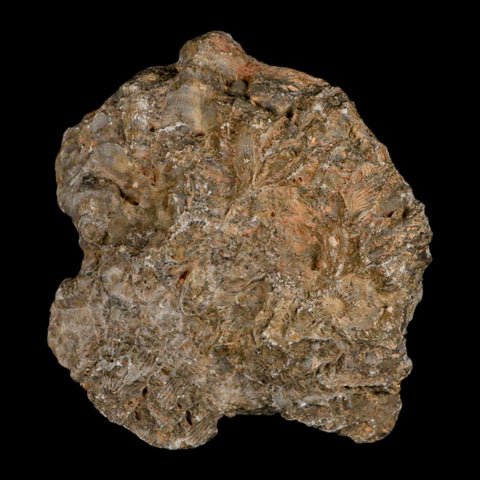 3.9" Polished Hexagonaria Coral Fossil Devonian Age 350 Million Yrs Old Morocco - Fossil Age Minerals