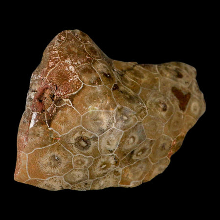 3.8" Polished Hexagonaria Coral Fossil Devonian Age 350 Million Yrs Old Morocco