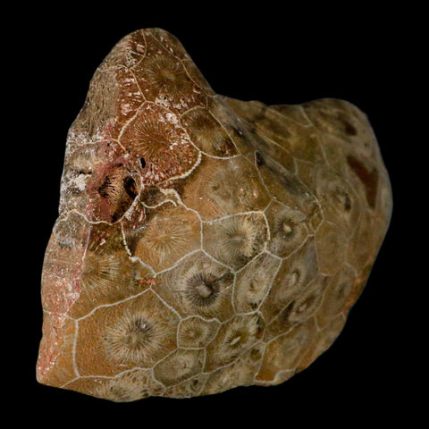 3.8" Polished Hexagonaria Coral Fossil Devonian Age 350 Million Yrs Old Morocco - Fossil Age Minerals
