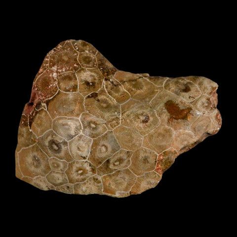 3.8" Polished Hexagonaria Coral Fossil Devonian Age 350 Million Yrs Old Morocco - Fossil Age Minerals