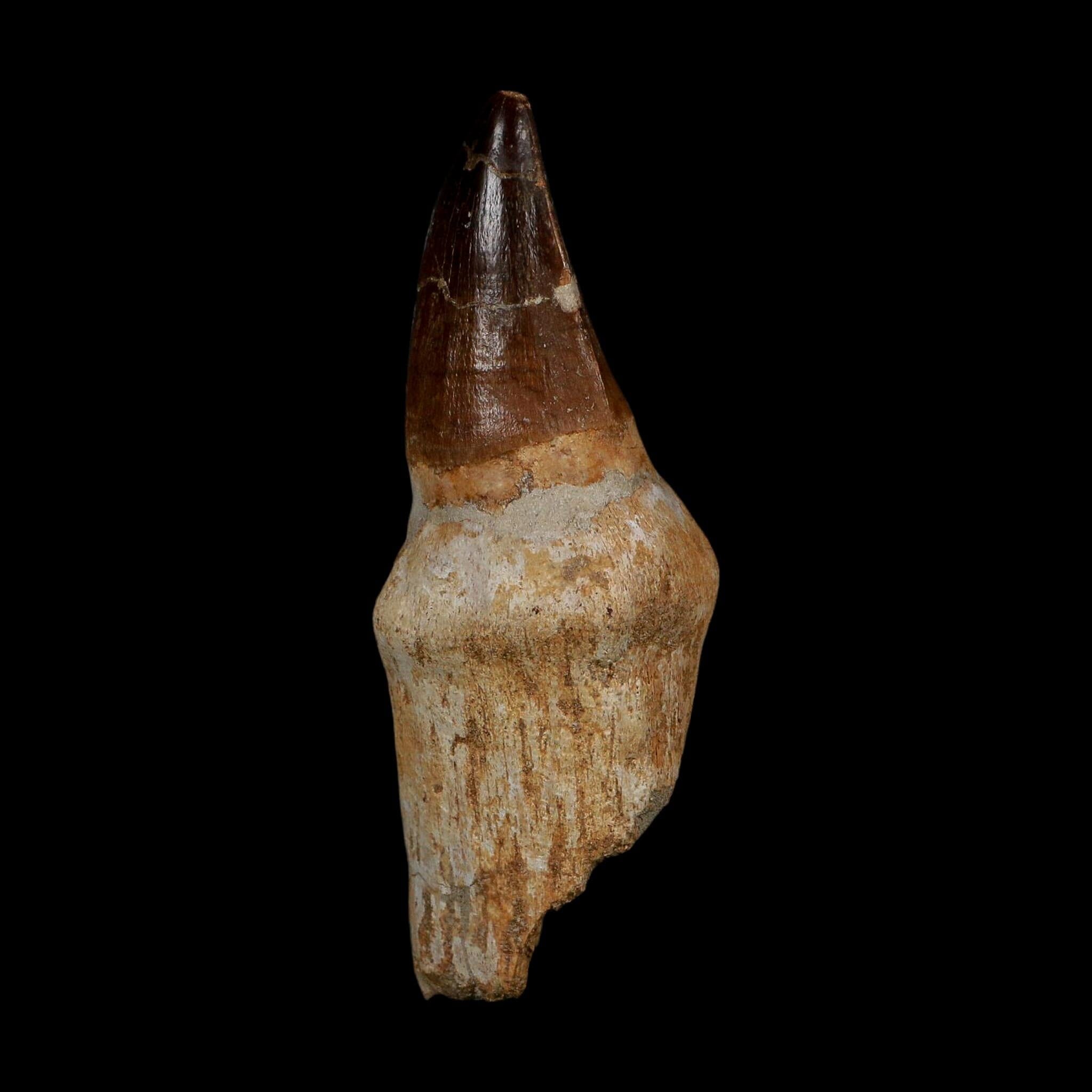 XL 3.8" Mosasaur Prognathodon Fossil Tooth Rooted Cretaceous Dinosaur Era COA