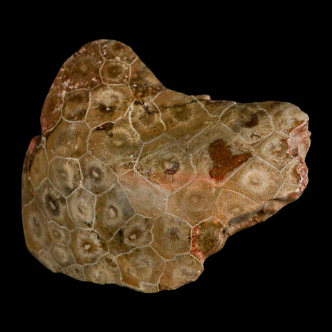 3.8" Polished Hexagonaria Coral Fossil Devonian Age 350 Million Yrs Old Morocco - Fossil Age Minerals