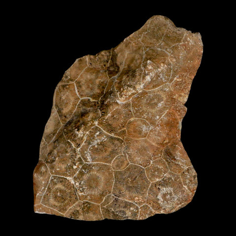 3.8" Polished Hexagonaria Coral Fossil Devonian Age 350 Million Yrs Old Morocco - Fossil Age Minerals