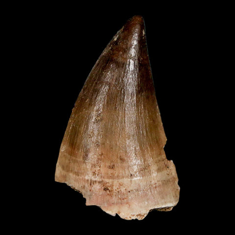 1.9" Mosasaur Prognathodon Fossil Tooth Cretaceous Dinosaur Era COA, Stand - Fossil Age Minerals