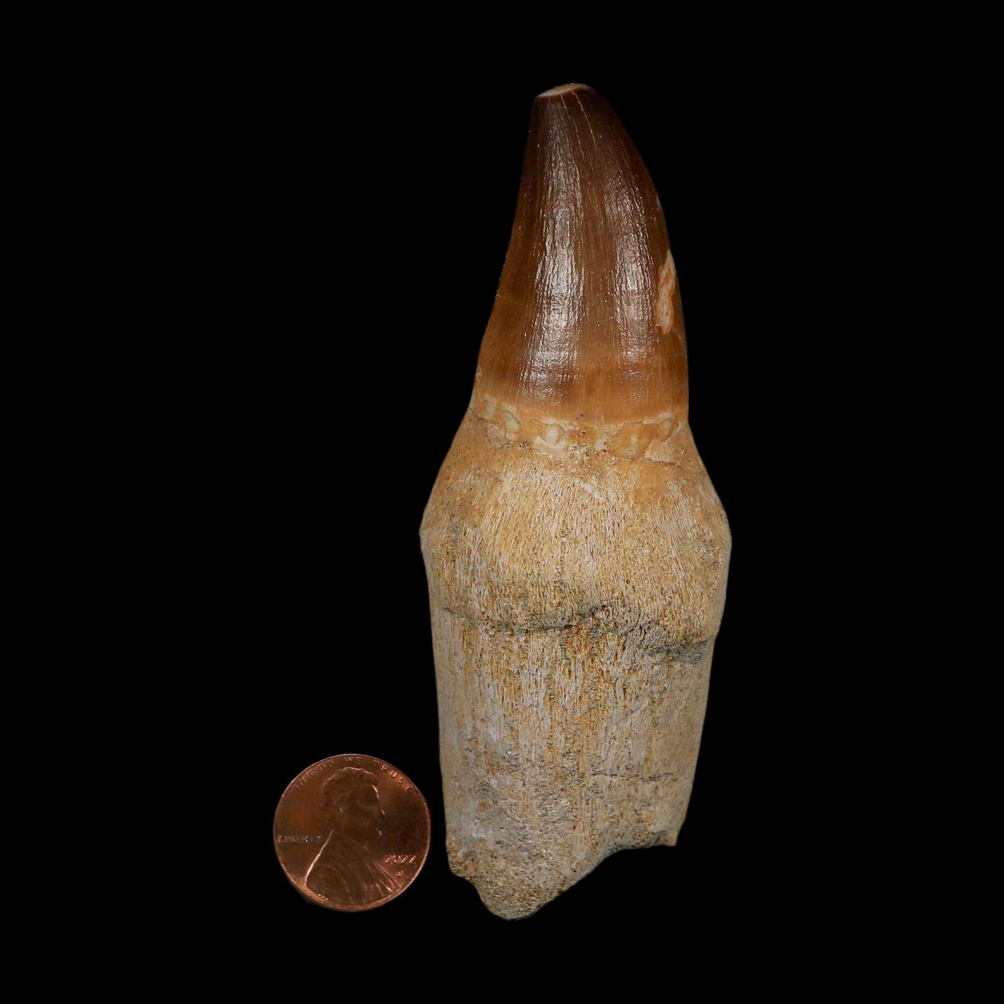 XL 3.8" Mosasaur Prognathodon Fossil Tooth Rooted Cretaceous Dinosaur Era COA