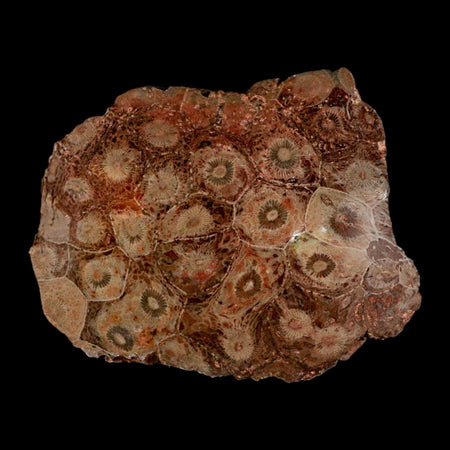 3.9" Polished Hexagonaria Coral Fossil Devonian Age 350 Million Yrs Old Morocco