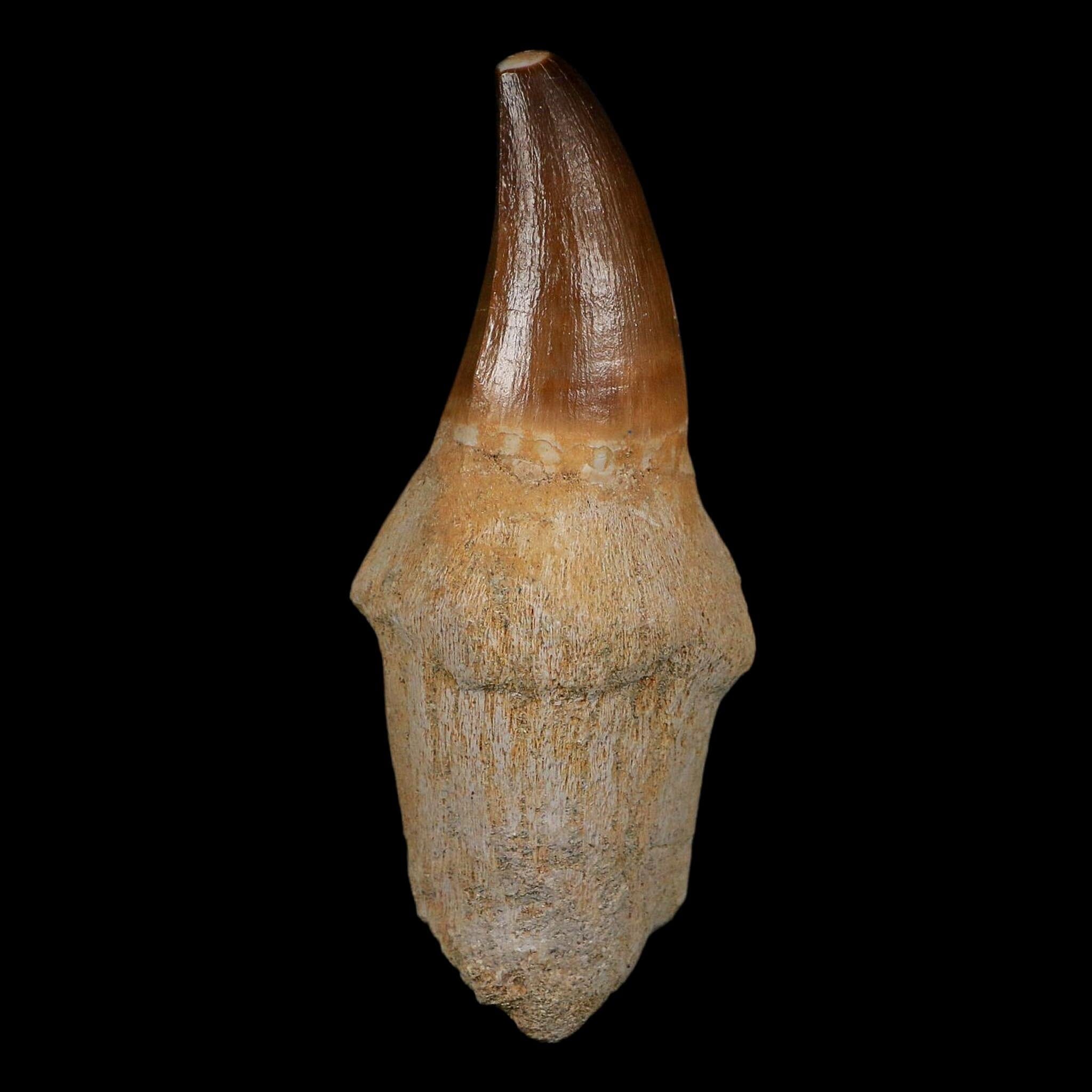 XL 3.8" Mosasaur Prognathodon Fossil Tooth Rooted Cretaceous Dinosaur Era COA
