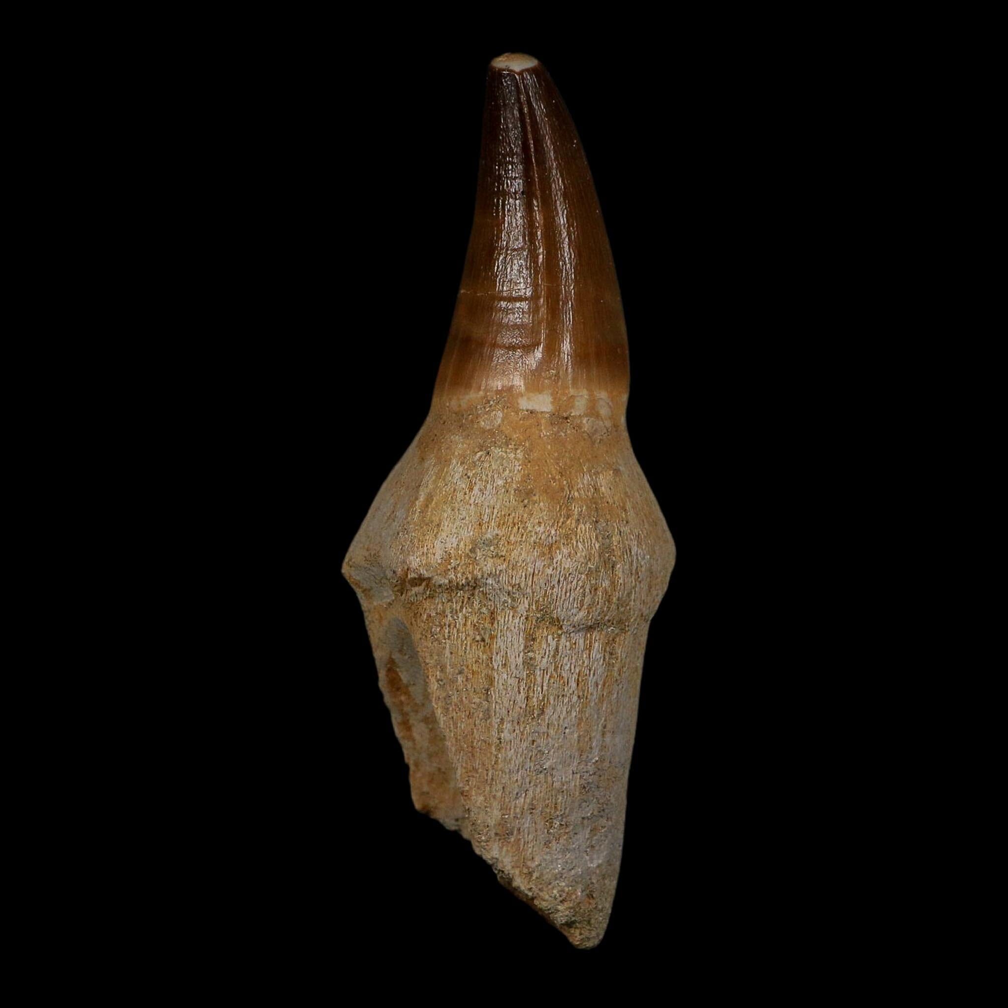XL 3.8" Mosasaur Prognathodon Fossil Tooth Rooted Cretaceous Dinosaur Era COA