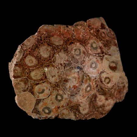 3.9" Polished Hexagonaria Coral Fossil Devonian Age 350 Million Yrs Old Morocco