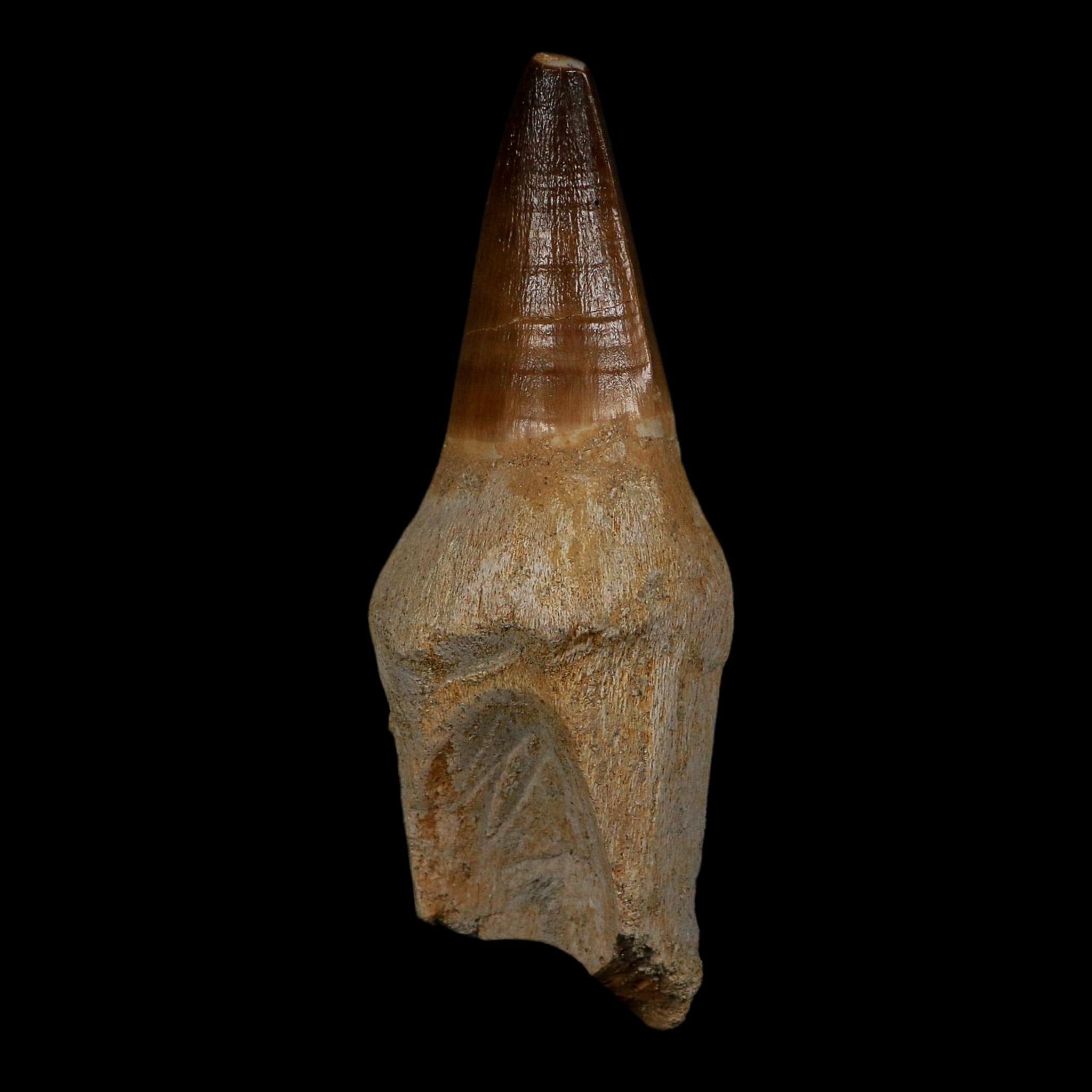 XL 3.8" Mosasaur Prognathodon Fossil Tooth Rooted Cretaceous Dinosaur Era COA