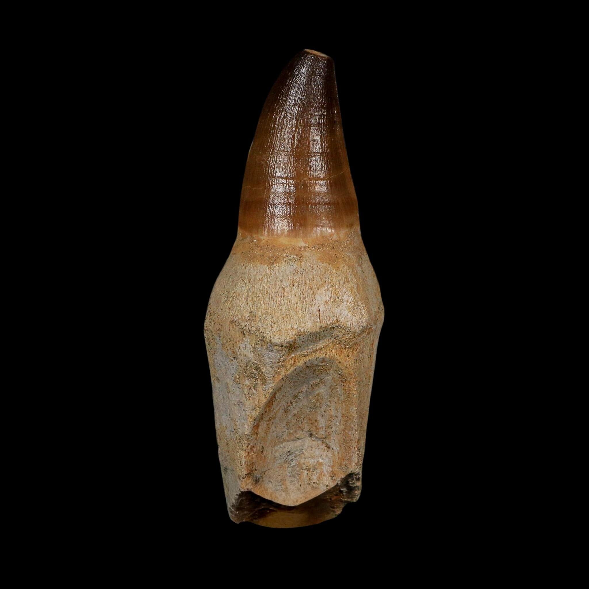 XL 3.8" Mosasaur Prognathodon Fossil Tooth Rooted Cretaceous Dinosaur Era COA