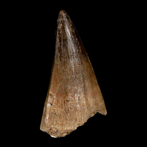 1.9" Mosasaur Prognathodon Fossil Tooth Cretaceous Dinosaur Era COA, Stand - Fossil Age Minerals