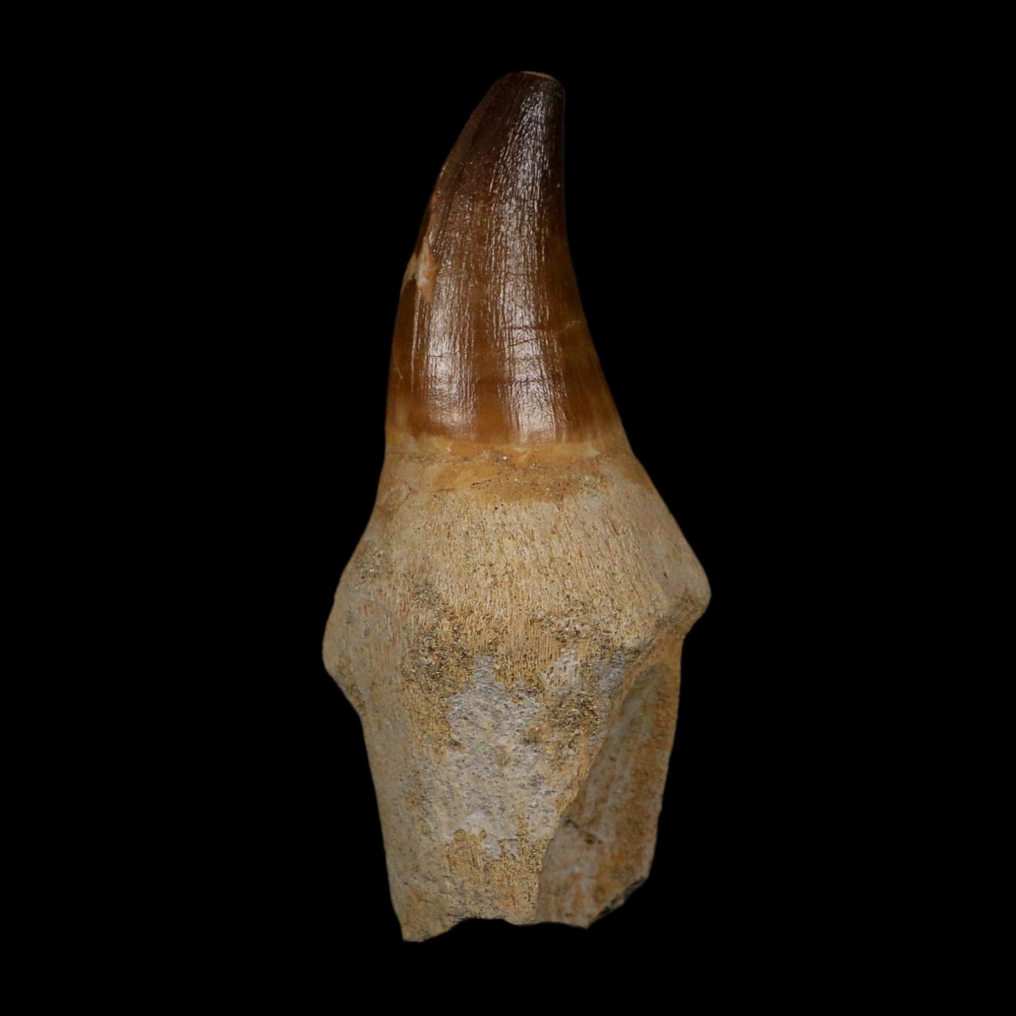 XL 3.8" Mosasaur Prognathodon Fossil Tooth Rooted Cretaceous Dinosaur Era COA