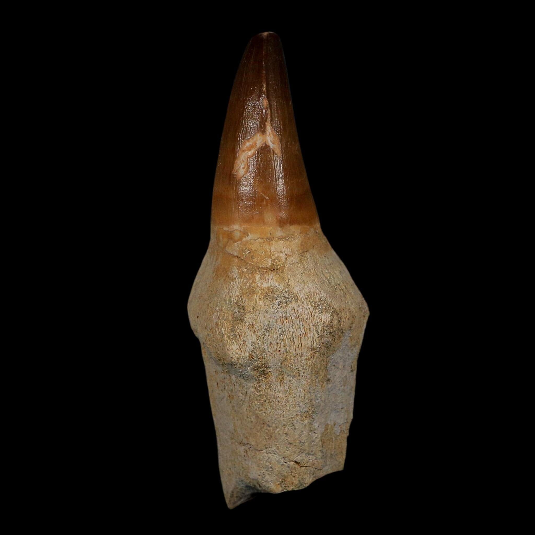 XL 3.8" Mosasaur Prognathodon Fossil Tooth Rooted Cretaceous Dinosaur Era COA