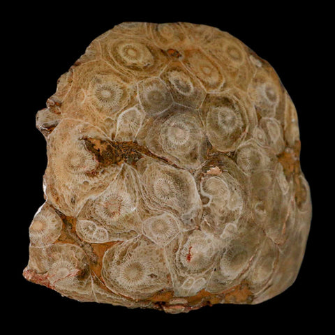 3.9" Polished Hexagonaria Coral Fossil Devonian Age 350 Million Yrs Old Morocco - Fossil Age Minerals