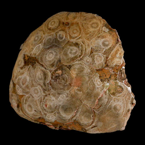 3.9" Polished Hexagonaria Coral Fossil Devonian Age 350 Million Yrs Old Morocco - Fossil Age Minerals