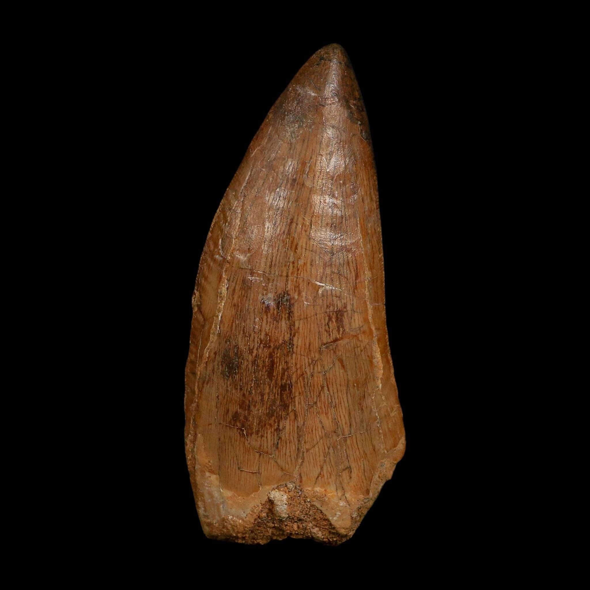 XL 3.6" Carcharodontosaurus Fossil Tooth Cretaceous Dinosaur Morocco COA - Fossil Age Minerals