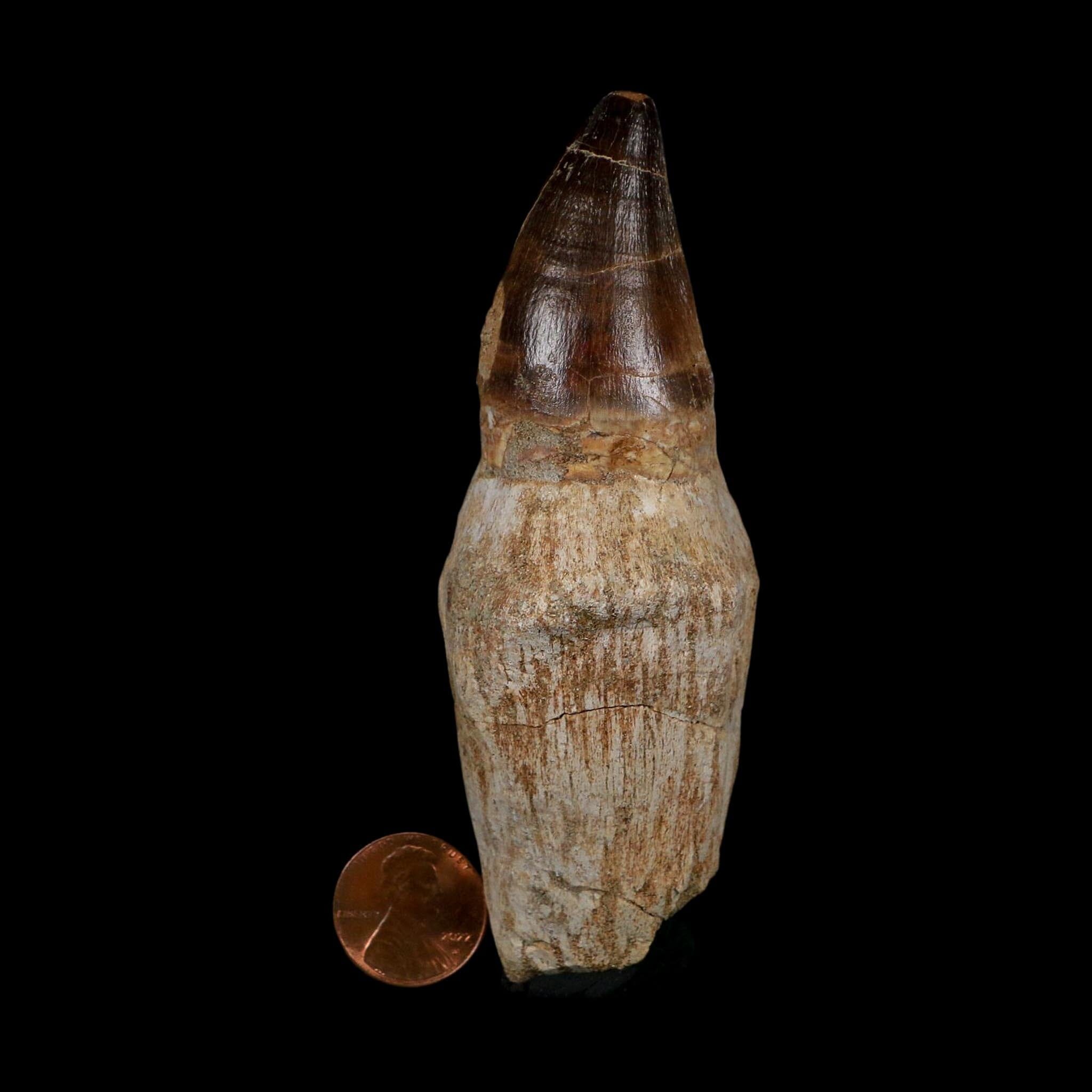 XL 4.1" Mosasaur Prognathodon Fossil Tooth Rooted Cretaceous Dinosaur Era COA