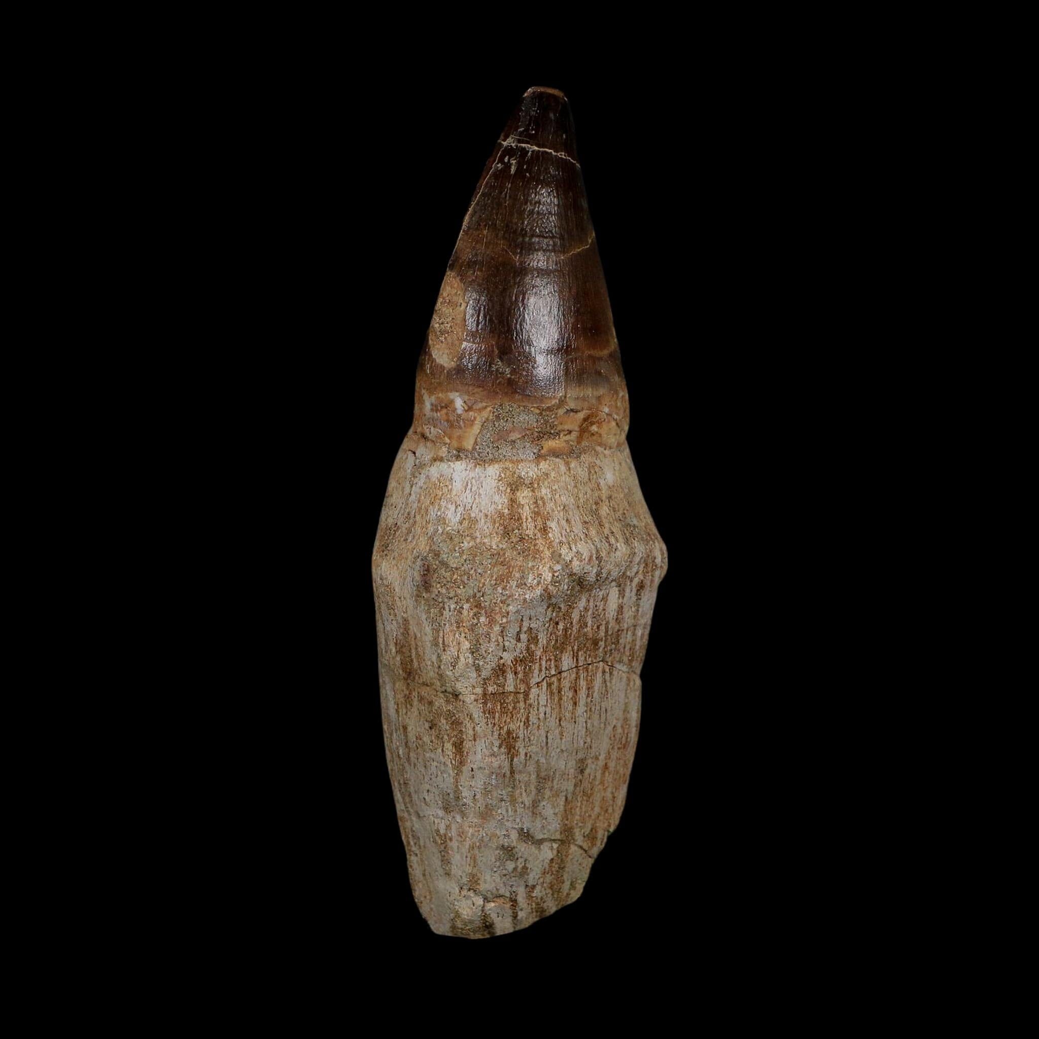 XL 4.1" Mosasaur Prognathodon Fossil Tooth Rooted Cretaceous Dinosaur Era COA