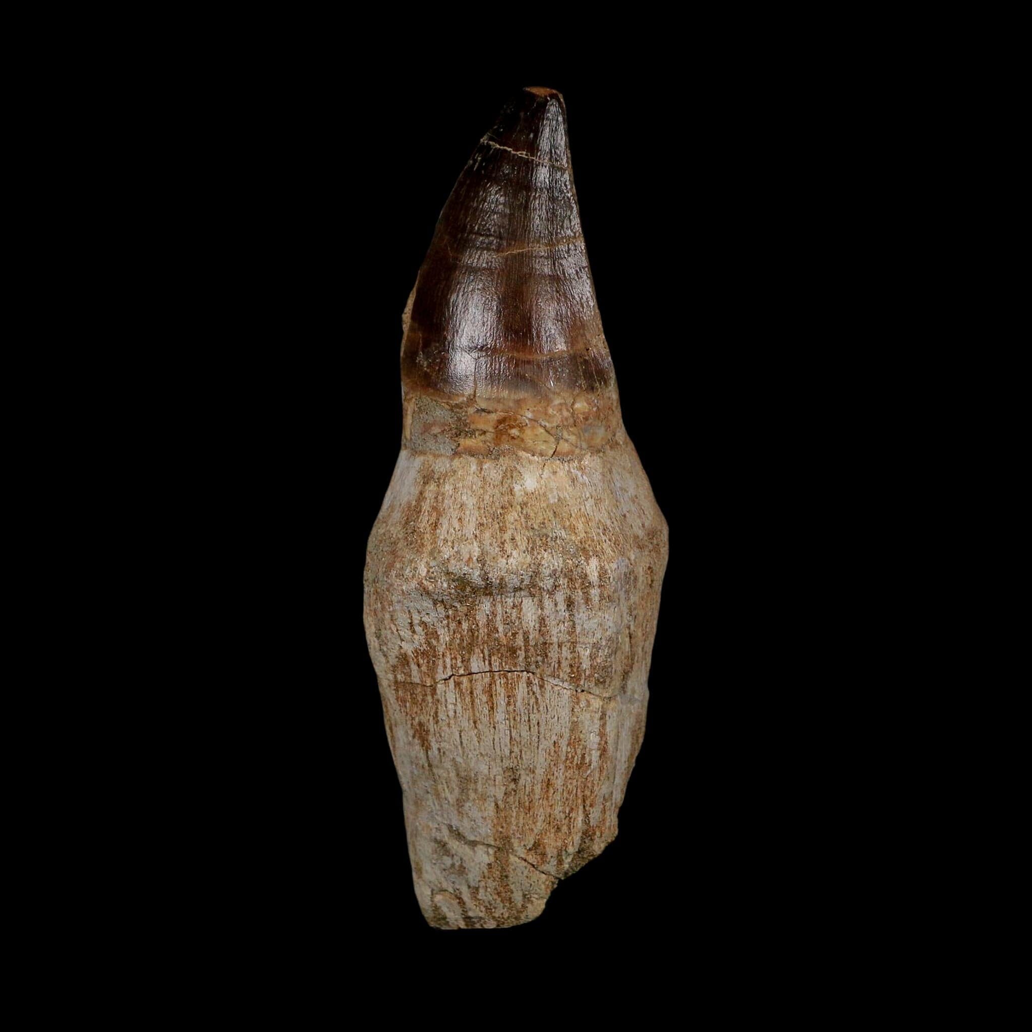 XL 4.1" Mosasaur Prognathodon Fossil Tooth Rooted Cretaceous Dinosaur Era COA