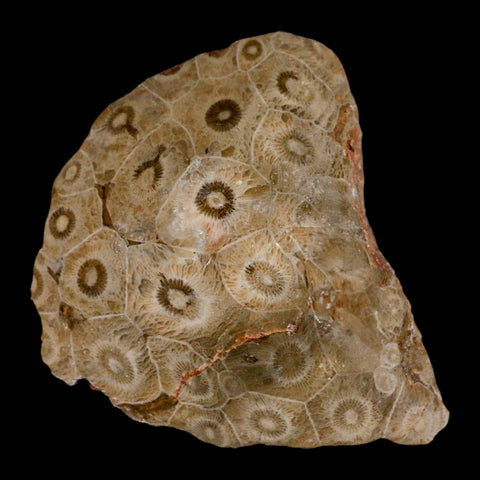 3.1" Polished Hexagonaria Coral Fossil Devonian Age 350 Million Yrs Old Morocco - Fossil Age Minerals