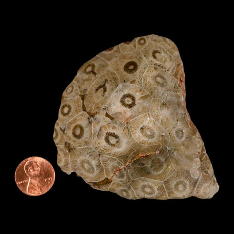 3.1" Polished Hexagonaria Coral Fossil Devonian Age 350 Million Yrs Old Morocco - Fossil Age Minerals