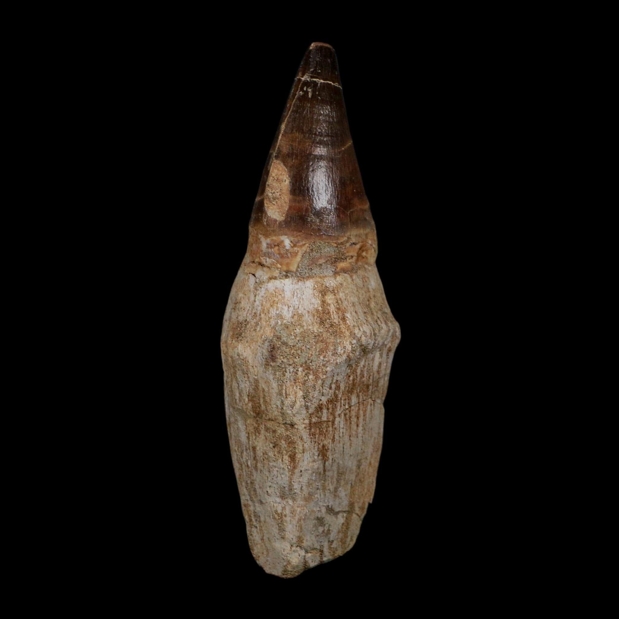 XL 4.1" Mosasaur Prognathodon Fossil Tooth Rooted Cretaceous Dinosaur Era COA