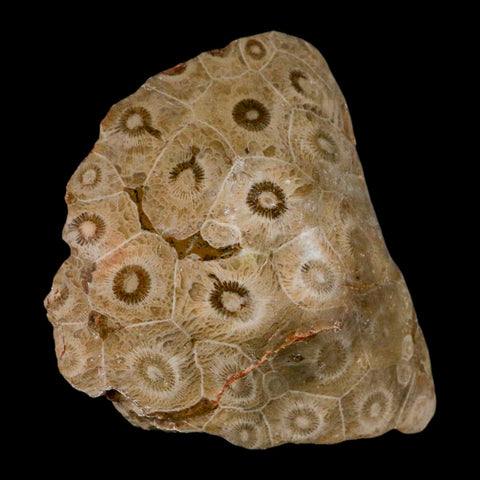 3.1" Polished Hexagonaria Coral Fossil Devonian Age 350 Million Yrs Old Morocco - Fossil Age Minerals