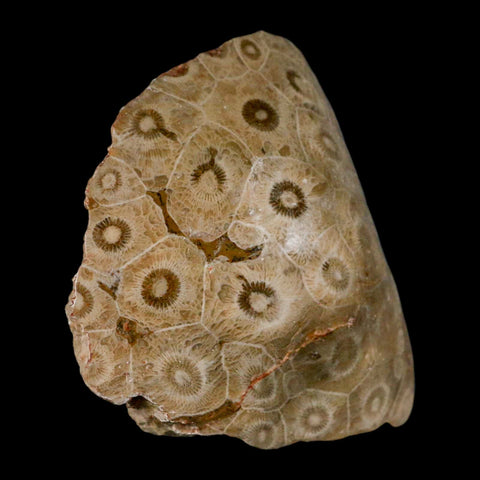 3.1" Polished Hexagonaria Coral Fossil Devonian Age 350 Million Yrs Old Morocco - Fossil Age Minerals