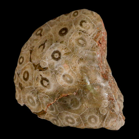 3.1" Polished Hexagonaria Coral Fossil Devonian Age 350 Million Yrs Old Morocco - Fossil Age Minerals