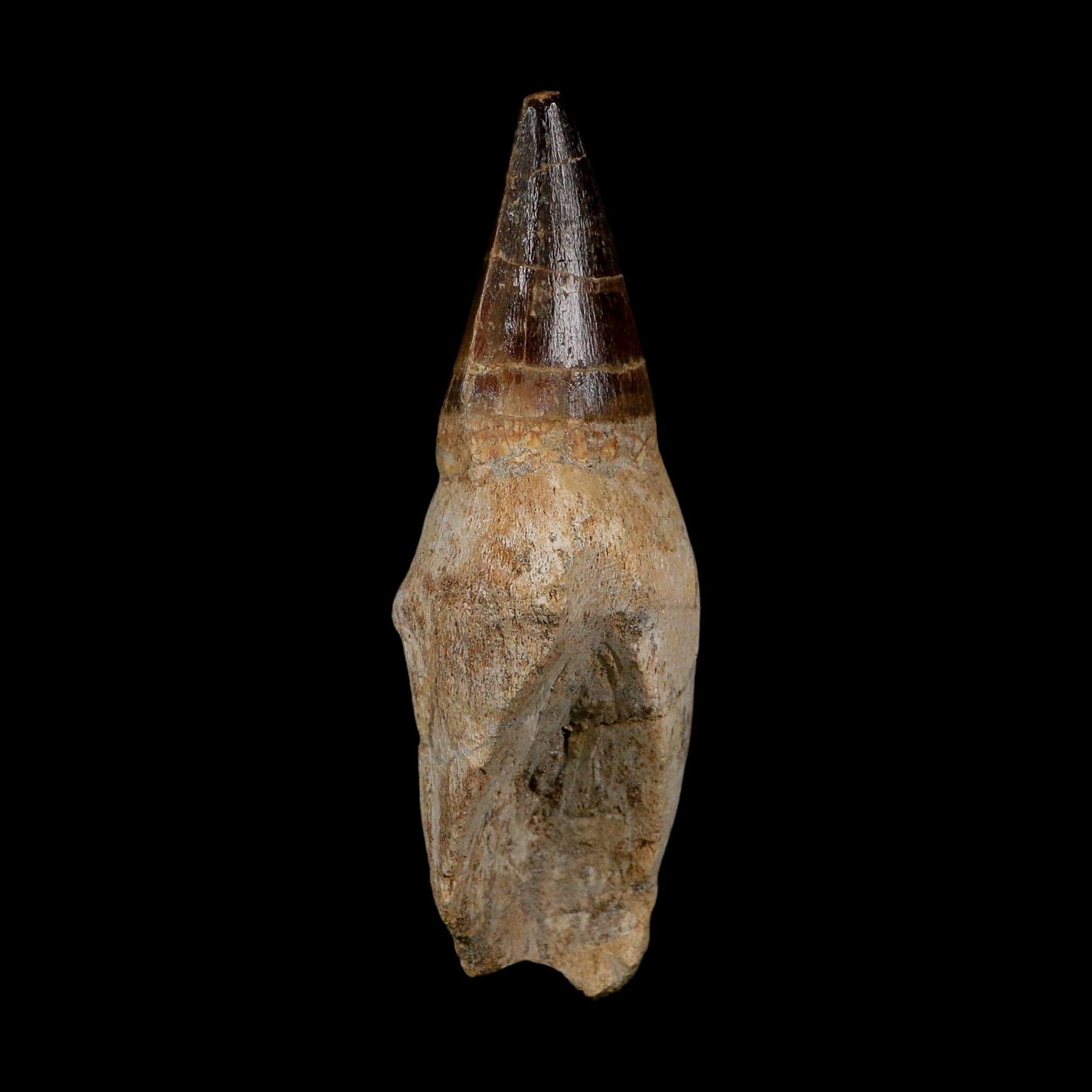 XL 4.1" Mosasaur Prognathodon Fossil Tooth Rooted Cretaceous Dinosaur Era COA
