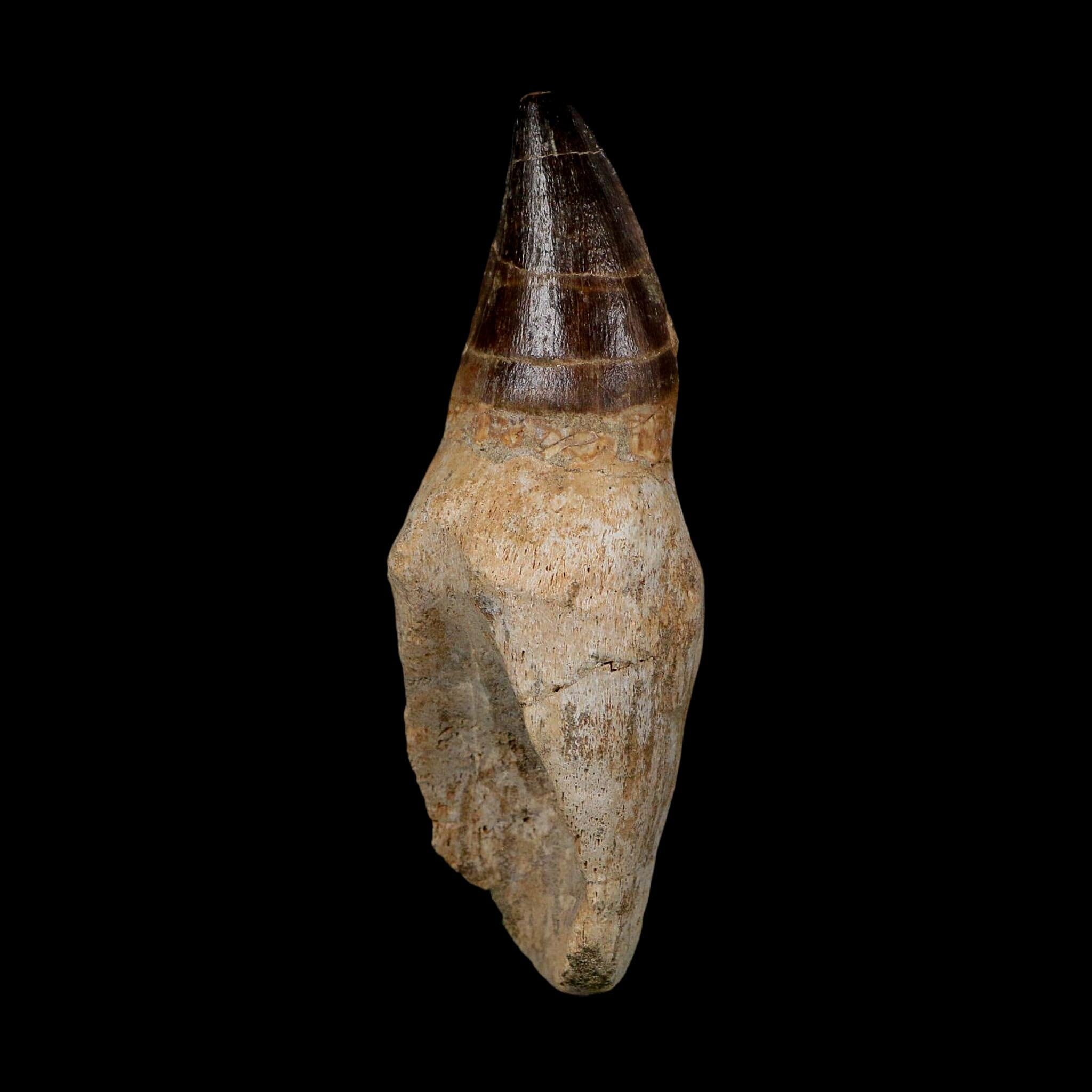 XL 4.1" Mosasaur Prognathodon Fossil Tooth Rooted Cretaceous Dinosaur Era COA