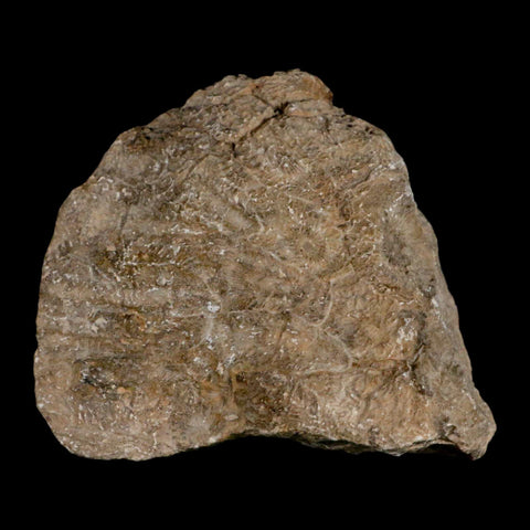 3.1" Polished Hexagonaria Coral Fossil Devonian Age 350 Million Yrs Old Morocco - Fossil Age Minerals