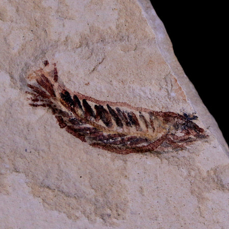 1.1" Unidentified Fish Fossil In Matrix Upper Cretaceous Dinosaur Age Morocco