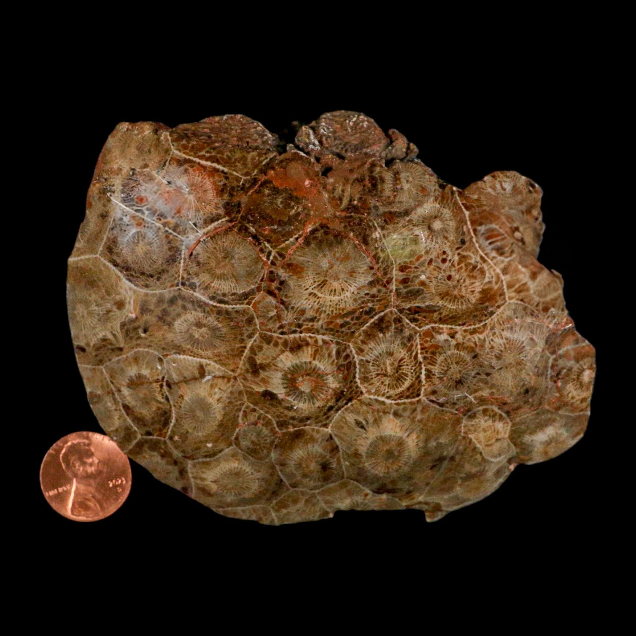 4.4" Polished Hexagonaria Coral Fossil Devonian Age 350 Million Yrs Old Morocco - Fossil Age Minerals